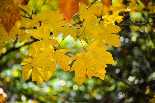 枫树叶子展映从落下它的秋颜色采用明亮的桔子黄色的