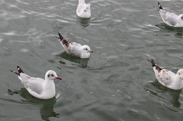 海猫或海鸟的叫声;海鸥;猫或海鸟的叫声;海鸥;海-鸥