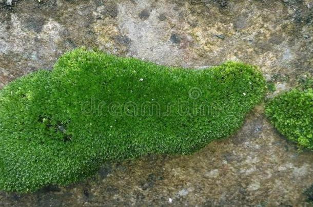 美丽的绿色的垫形状苔藓向指已提到的人墙