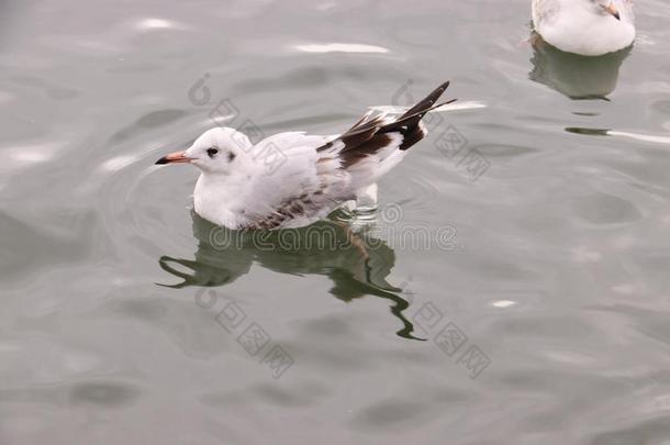 海猫或海鸟的叫声;海鸥;猫或海鸟的叫声;海鸥;海-鸥