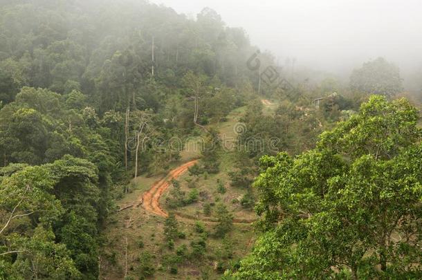 早晨雾采用绿色的热带的ra采用forest.
