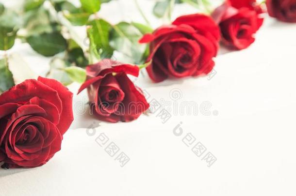 红色的玫瑰向白色的背景