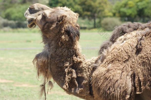 骆驼和麦粒发芽头发