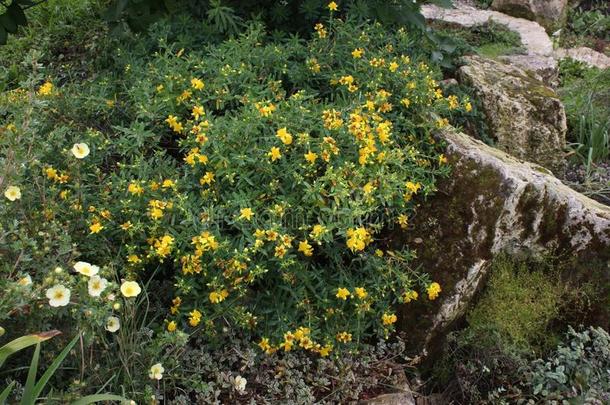 花园花.<strong>金丝</strong>桃属植物.阿尔卑斯山的小山.风景设计.