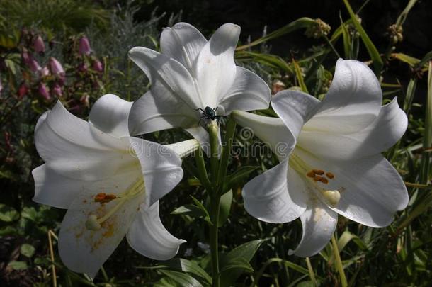 花园花.莉莉.白色的花.