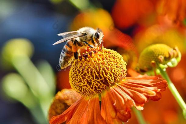 蜜蜂收集花蜜从桔子花