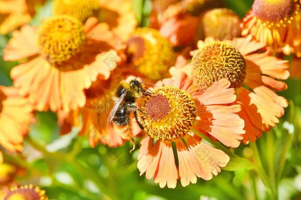 蜜蜂收集花蜜从桔子花