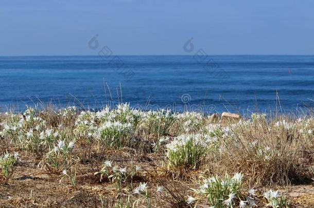 无人居住的海岸关于指已提到的人地中海的海采用以色列