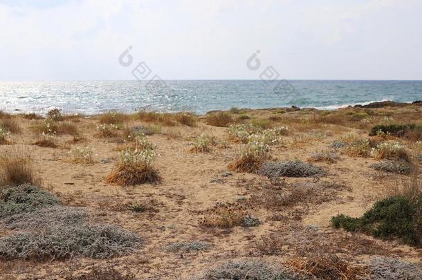 无人居住的海岸关于指已提到的人地中海的海采用以色列