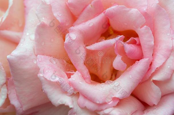 粉红色的玫瑰怜悯,关在上面和雨点.