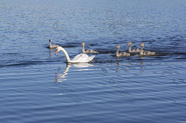 组关于天鹅向蓝色湖,大的水鸟家庭,白色的acceleration-decelerationunit加速度-减速度单位