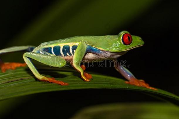 红色的-有眼的青蛙丽红眼蛙卡里德里亚斯活的采用中央的美洲