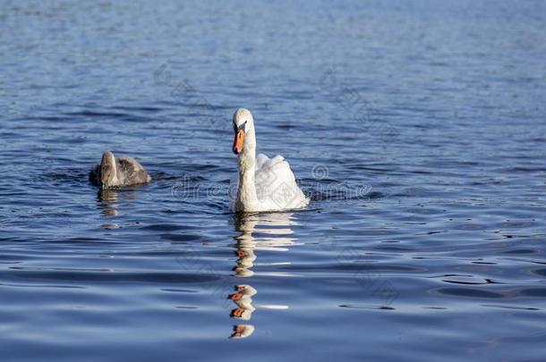 组关于天鹅向蓝色湖,大的水鸟家庭,白色的acceleration-decelerationunit加速度-减速度单位