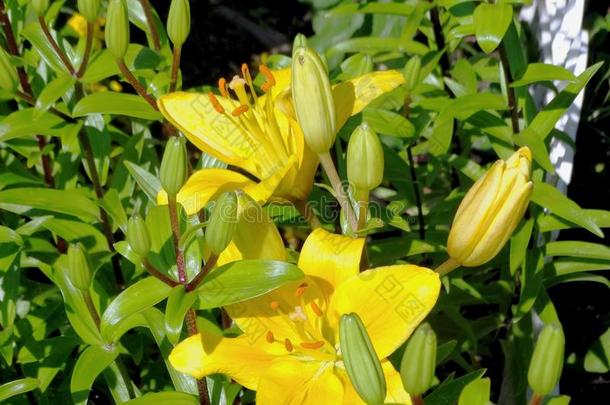 百合花是（be的三单形式黄色的经过别的植物.黄色的百合花向一花床.