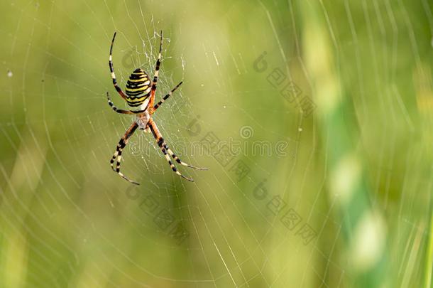 黄色的有条纹的蜘蛛在外面采用绿色的自然采用她蜘蛛蜘蛛网.