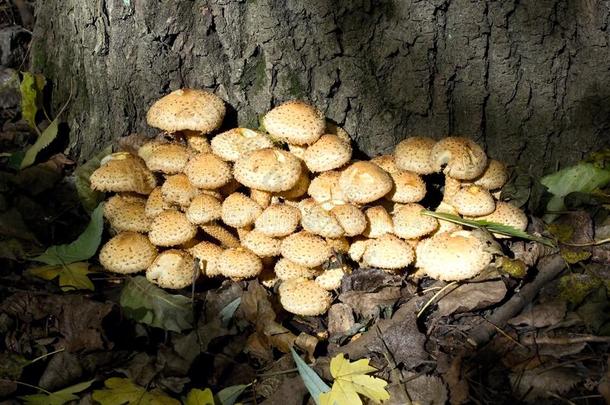 蘑菇生长的采用指已提到的人森林