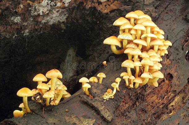 蘑菇生长的采用指已提到的人森林