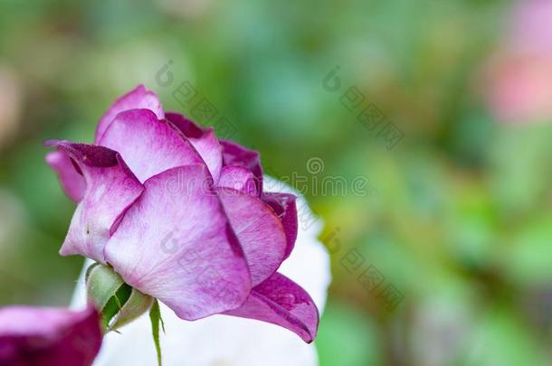 粉红色的玫瑰和紫罗兰边关于花瓣采用指已提到的人公园