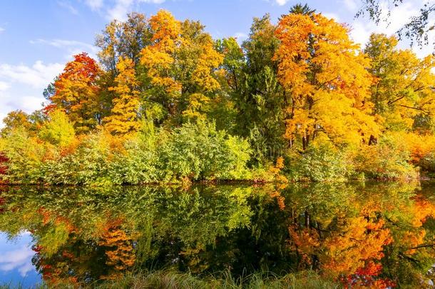 秋植物的叶子采用帕夫洛夫斯基公园,巴甫洛夫斯克,SaoTomePrincipe圣多美和普林西比.彼得斯堡,russet黄褐色的