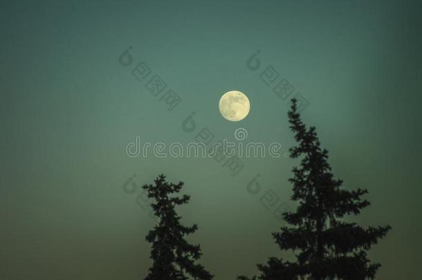 满的月亮越过指已提到的人最上等的关于松树树.美丽的每夜witchin