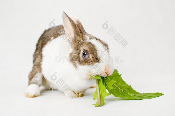 灰色的和白色的侏儒兔子和蓝色眼睛吃绿色的一味情意缠绵的是