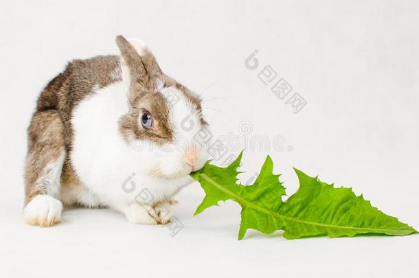 灰色的和白色的侏儒兔子和蓝色眼睛吃绿色的一味情意缠绵的是