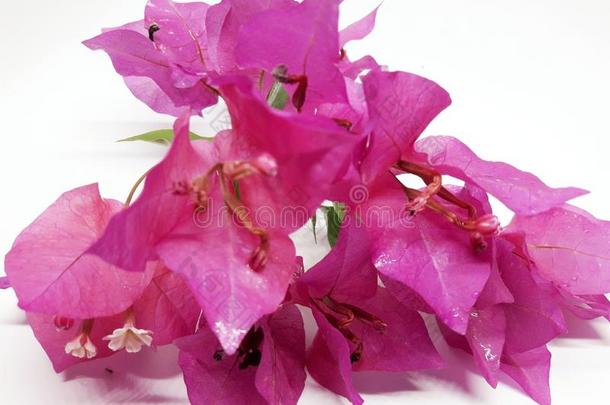 这些的是美丽的卡加吉,KagazKagaz,粉红色的,红色的花