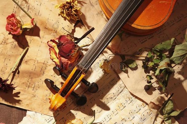 罕见的小提琴,干燥的花和老的纸音乐特写镜头