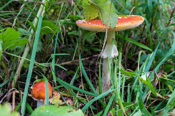 飞蘑菇木耳蘑菇生长的野生的采用指已提到的人秋的森林.一红色的