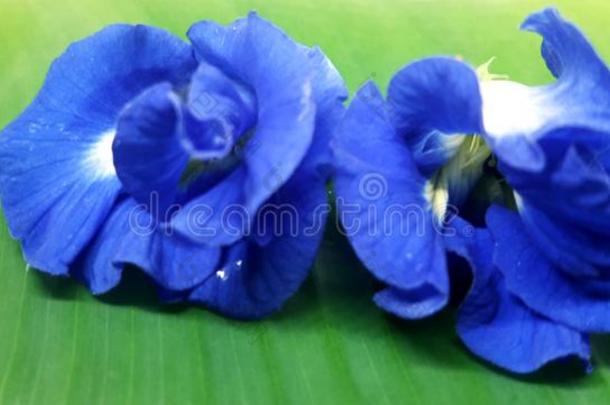 这是（be的三单形式叫低的凯珊花,<strong>蓝色花</strong>阿帕拉吉塔花