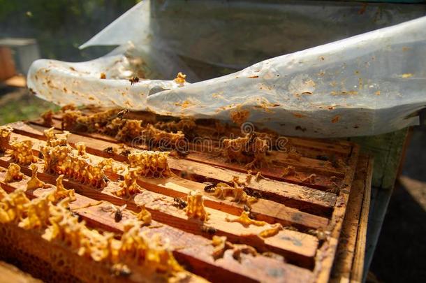 关在上面关于飞行的蜜蜂.木制的蜂窝和蜜蜂