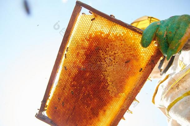 指已提到的人养蜂人保存采用他的手一fr一me和蜂窝一nd用磨刀石磨