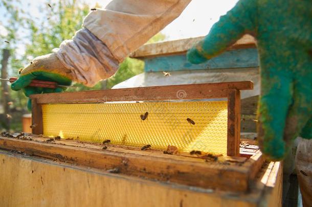 戴着手套的养蜂人凝固空的空的蜂窝框架...