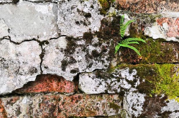 老的砖和绿色的苔藓和小的羊齿植物背景.小的英语字母表的第20个字母