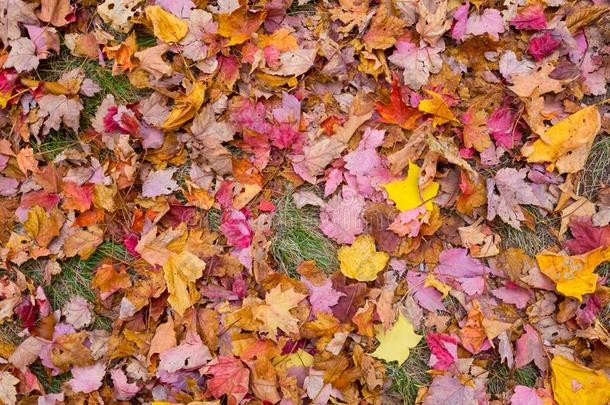 富有色彩的落下树叶向地面