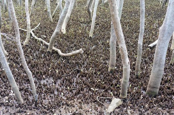 一红树属树木植物economy经济体系