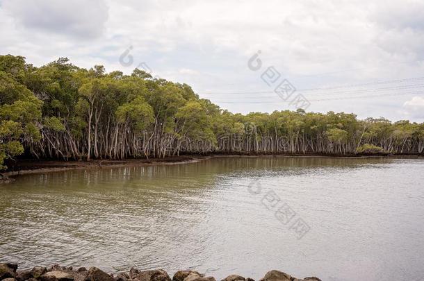 一红树属树木植物economy经济体系