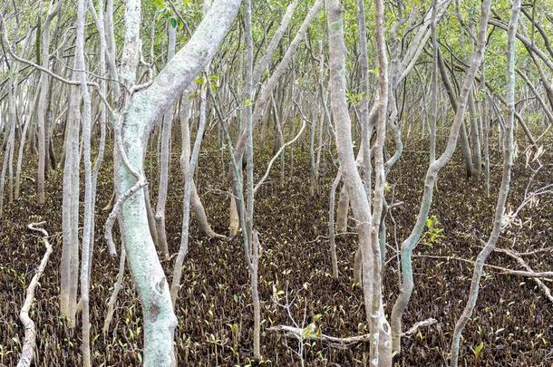 一红树属树木植物economy经济体系