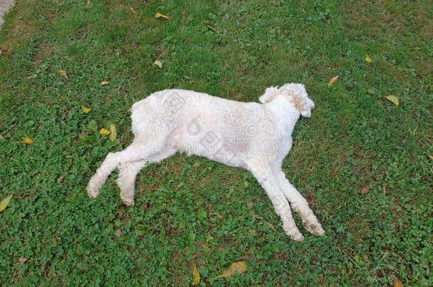 cockerspaniel-poodlemix-breeddog一种英国的小猎犬-混种狮子狗小狗睡眠采用指已提到的人落下