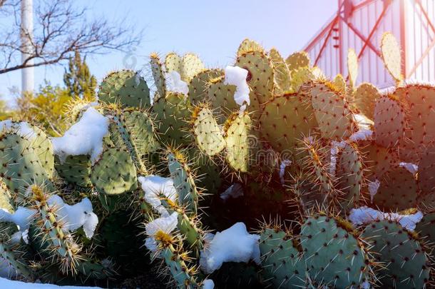 亚利桑那州沙漠雪暴风雨雪大量的多刺的梨仙人掌美利坚合众国