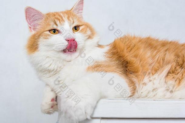 姜白色的演奏古典音乐的人猫和琥珀眼睛舔自己和粉红色的