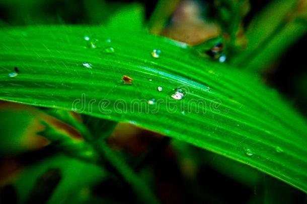绿色的树叶和落下关于水珠看新鲜的小珠子关于水