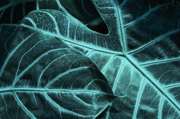 织地粗糙的表面关于海芋亚马逊绿色的叶子特写镜头,脉冲编码装置