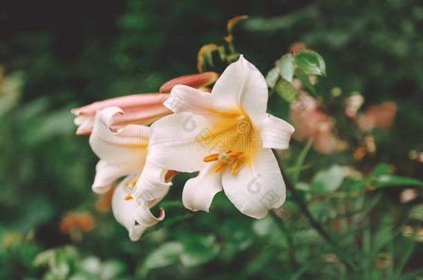 壁纸花白色的百合属植物花园