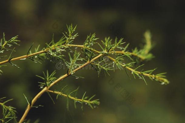 雨点向一绿色的衣着整洁的br一nch