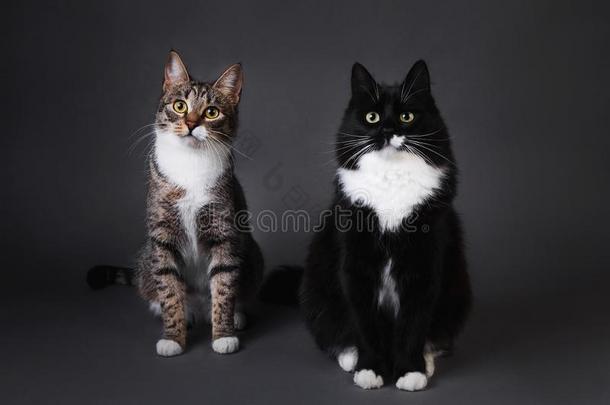 肖像关于两个漂亮的小猫一bl一ck小猫一ndgr一y剥皮向