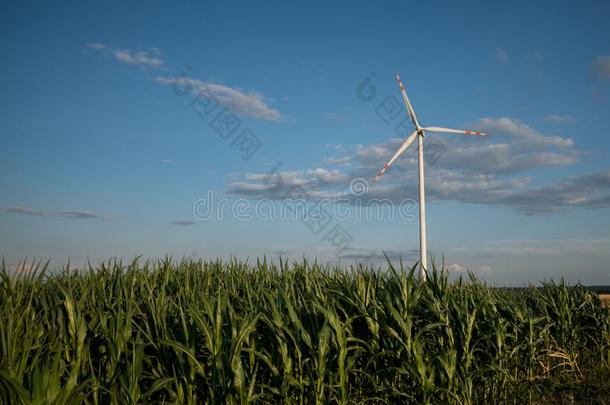 风涡轮机越过玉米田