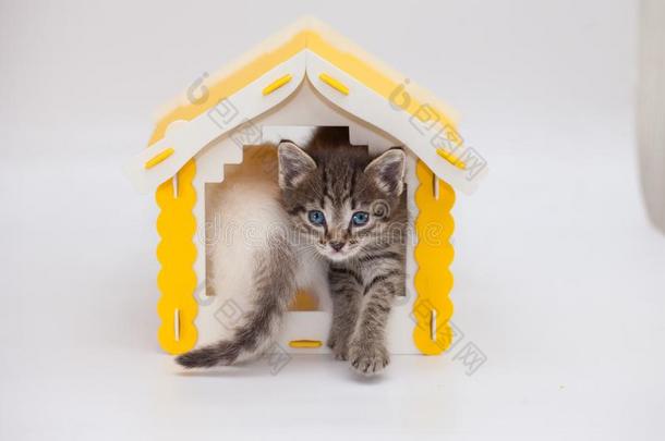 松软的平纹小<strong>猫</strong>坐采用一黄色的玩具房屋.动物照片