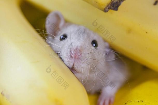 指已提到的人大老鼠坐采用香蕉.老鼠和frkutami