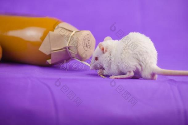 白色的大老鼠和一瓶子关于果汁.老鼠向指已提到的人b一ckground关于se一